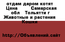 отдам даром котят › Цена ­ 10 - Самарская обл., Тольятти г. Животные и растения » Кошки   